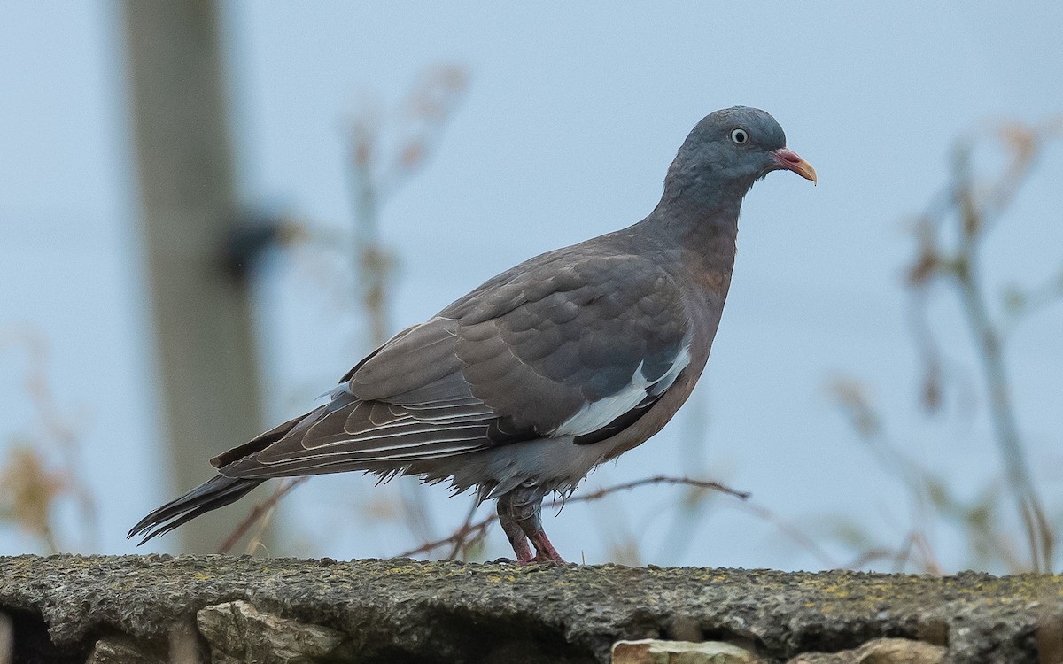 Common Wood-Pigeon - ML611008449