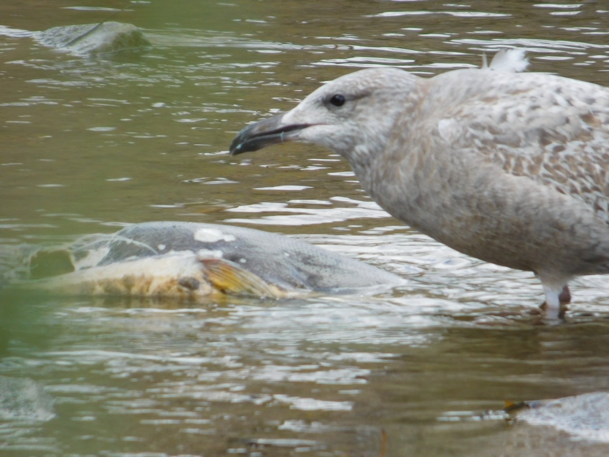 Herring Gull - Arrow Z L