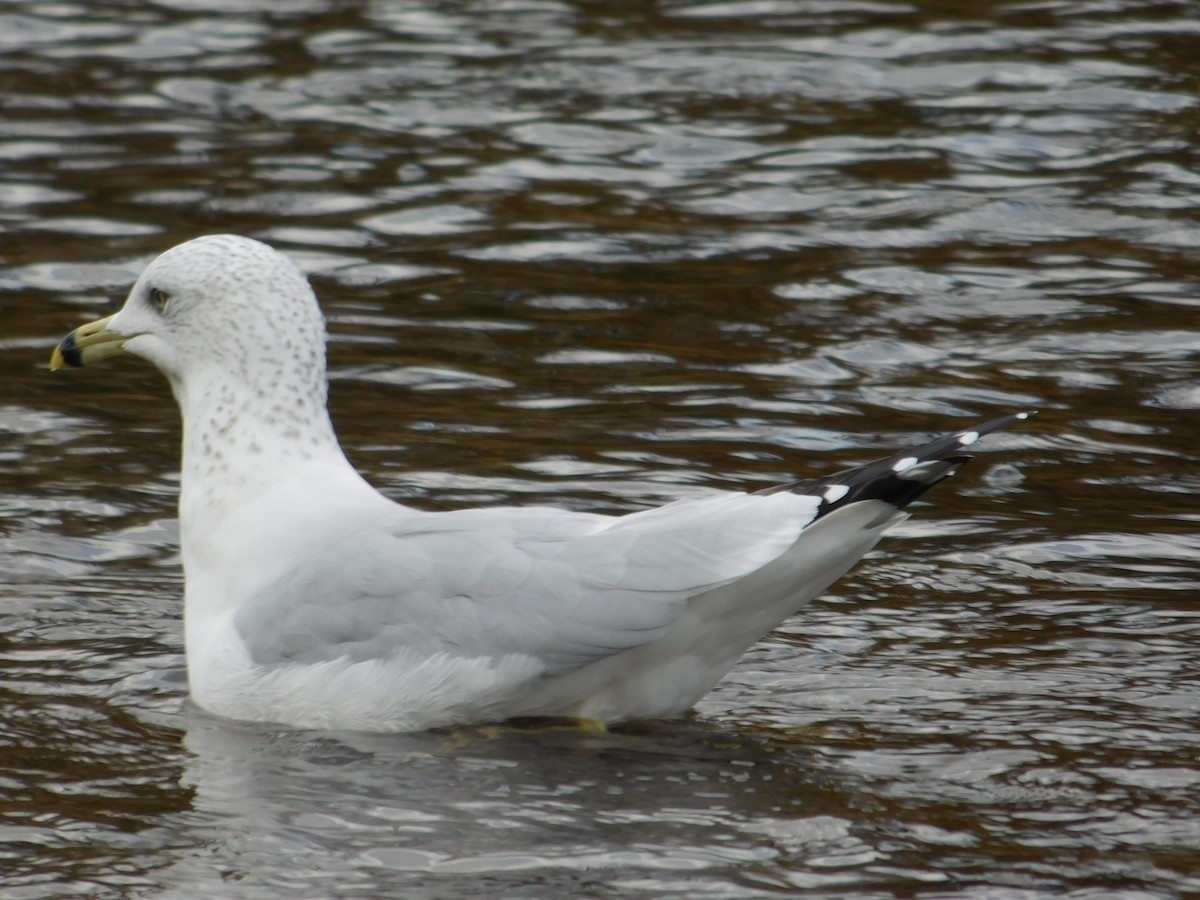 Ring-billed Gull - Arrow Z L