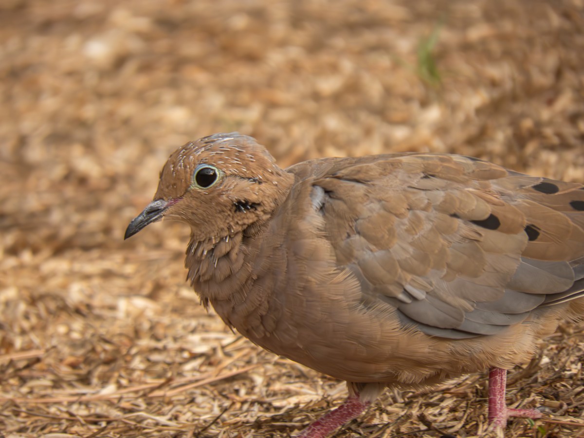 Mourning Dove - Trevor Leitz