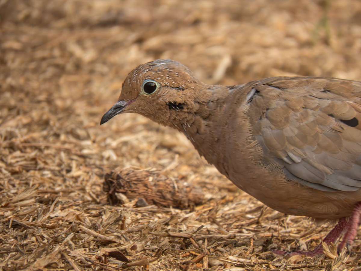 Mourning Dove - ML611008506