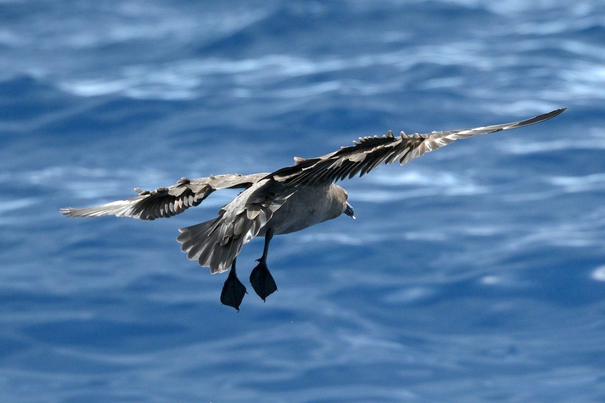 South Polar Skua - ML611008520