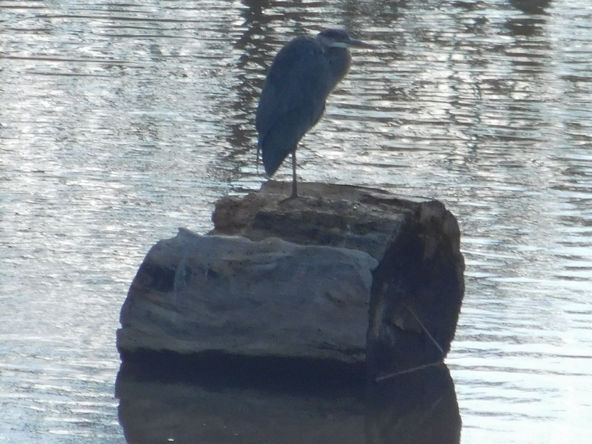 Great Blue Heron - ML611008570