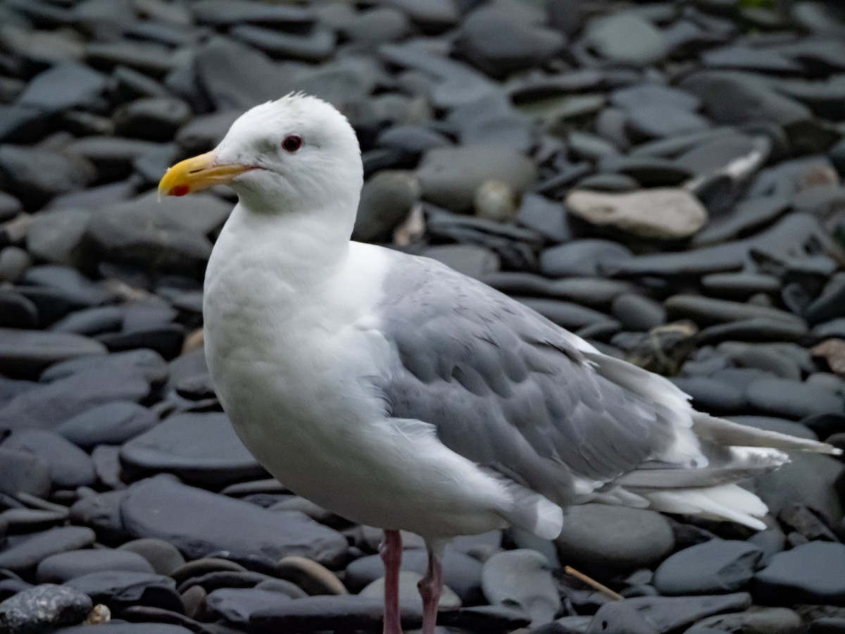 Gaviota Argéntea/Groenlandesa - ML611008577