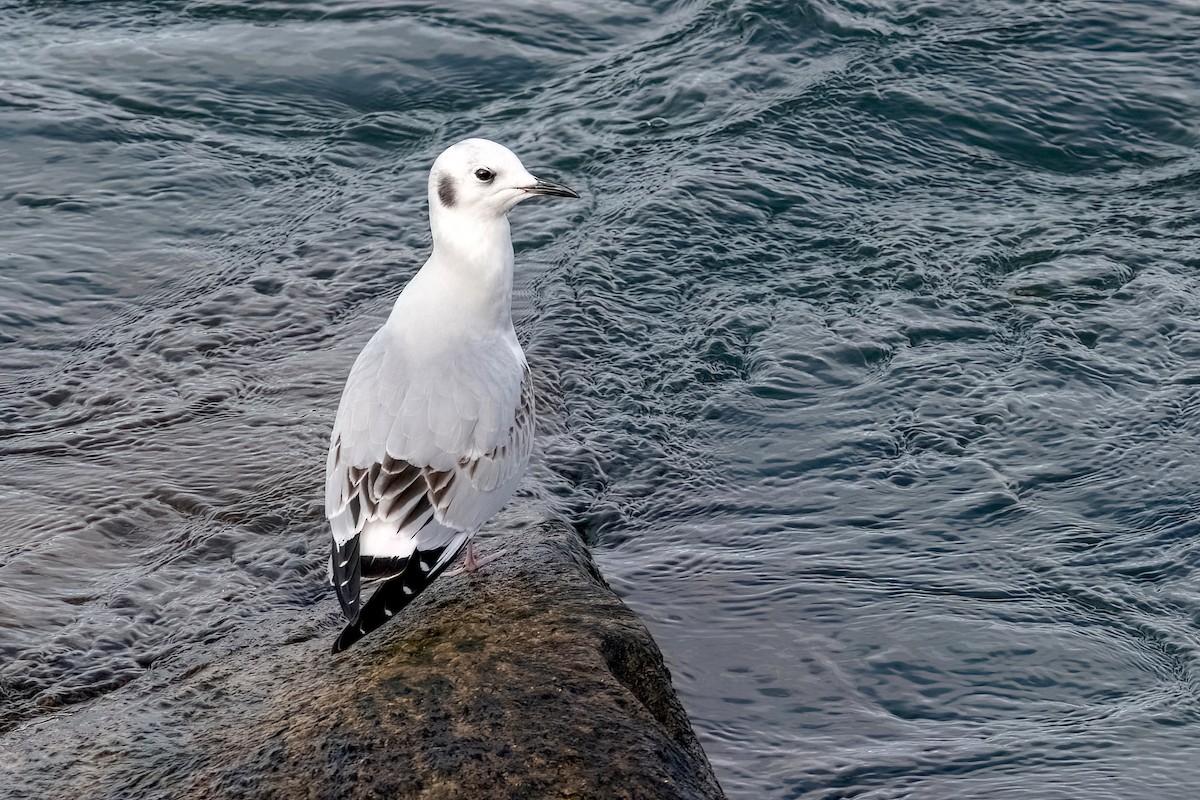 Bonaparte's Gull - ML611008621