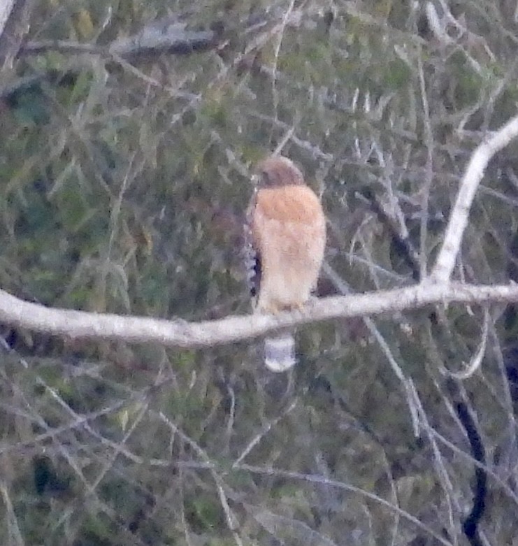 Red-shouldered Hawk - ML611008641