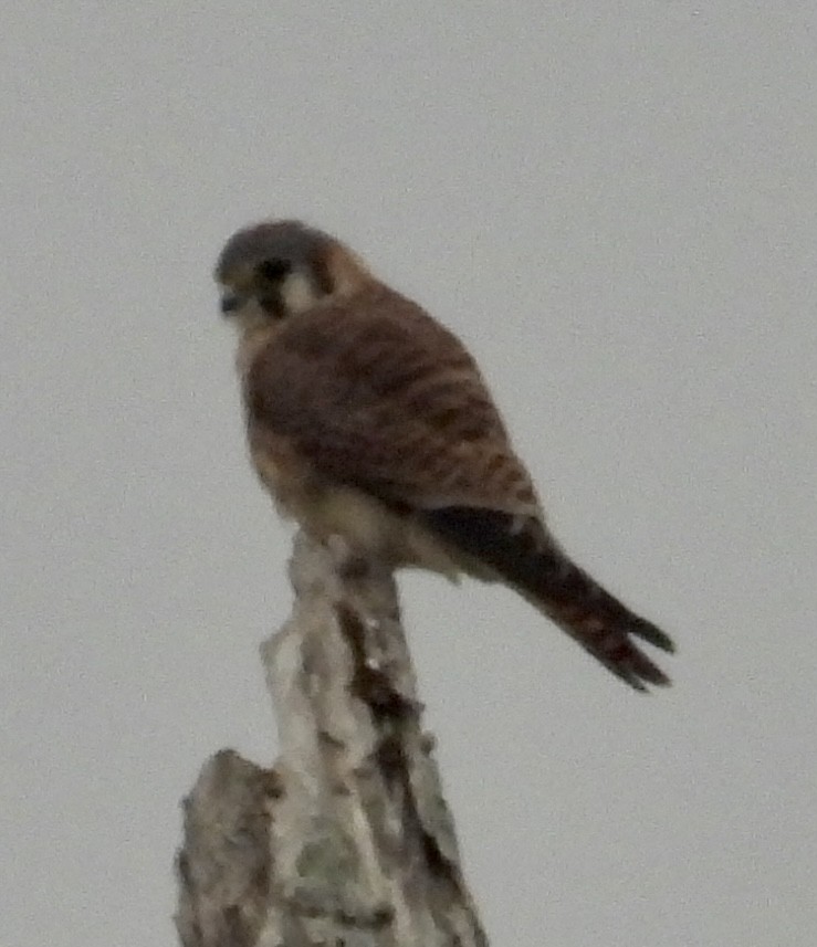 American Kestrel - ML611008678