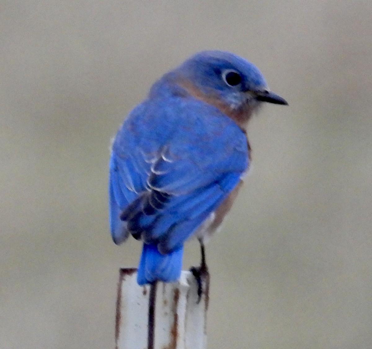 Eastern Bluebird - Lawrence Datnoff