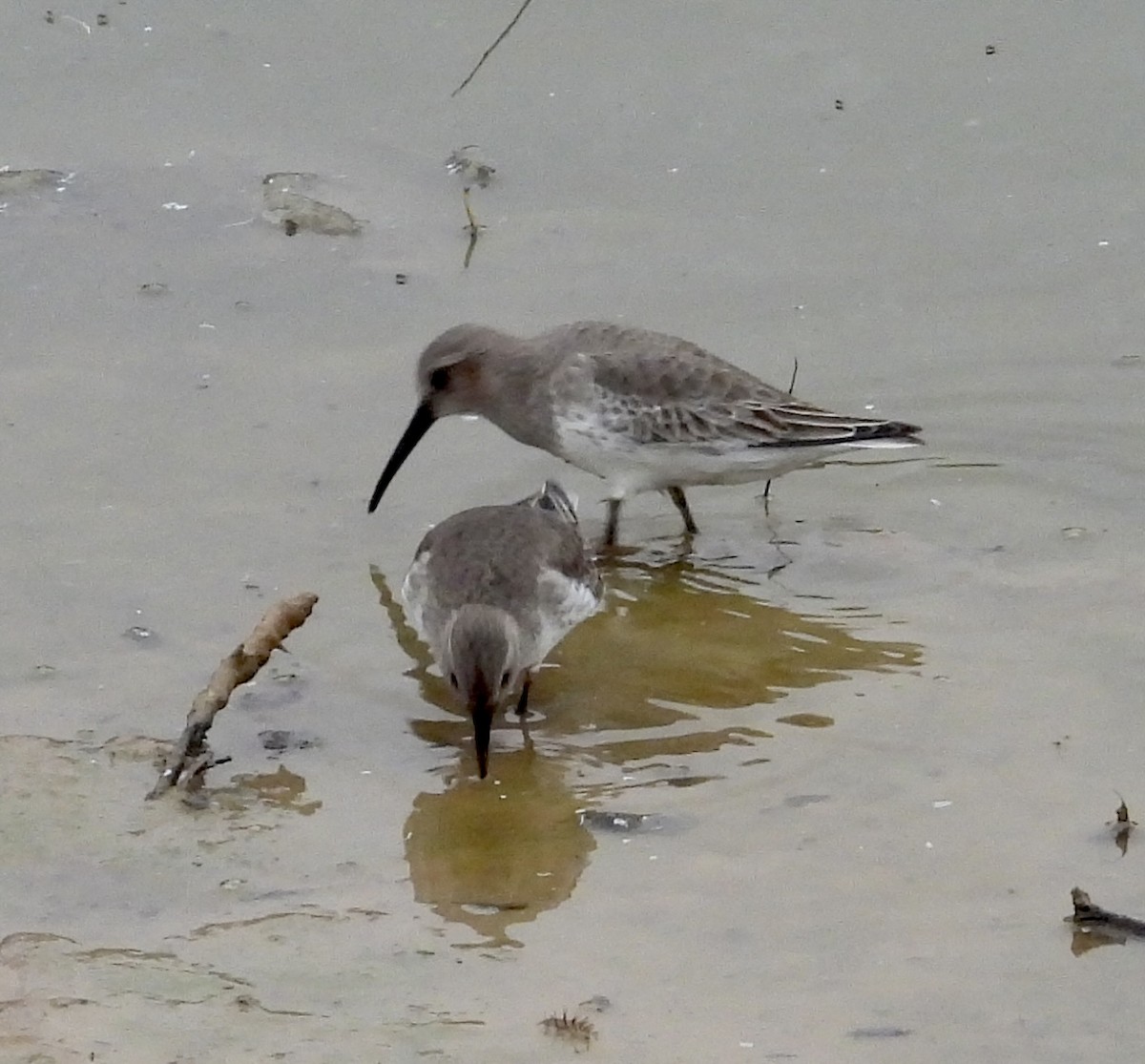 Dunlin - ML611008718