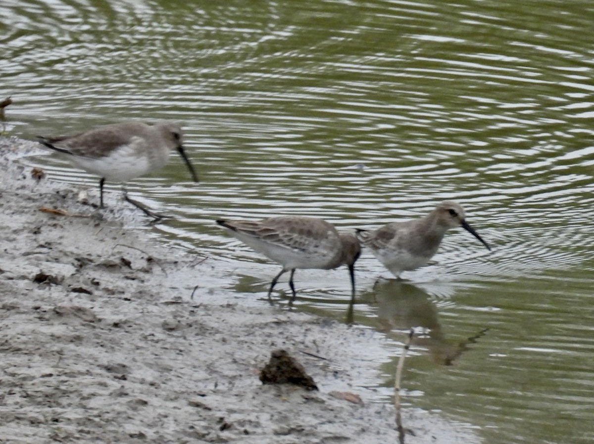 Dunlin - ML611008719