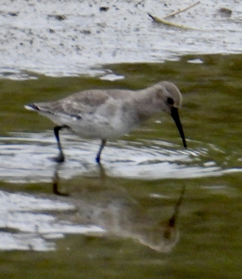 Alpenstrandläufer - ML611008720