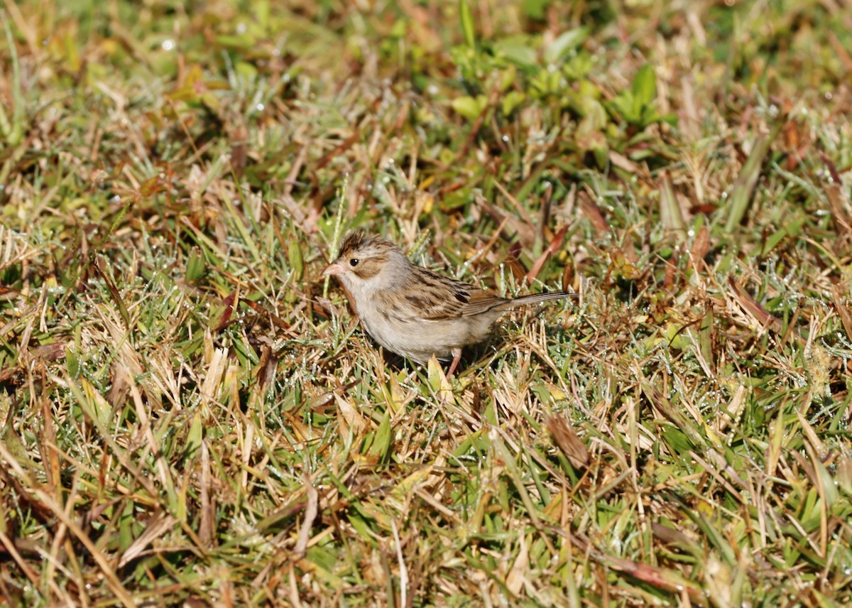 Clay-colored Sparrow - ML611008729