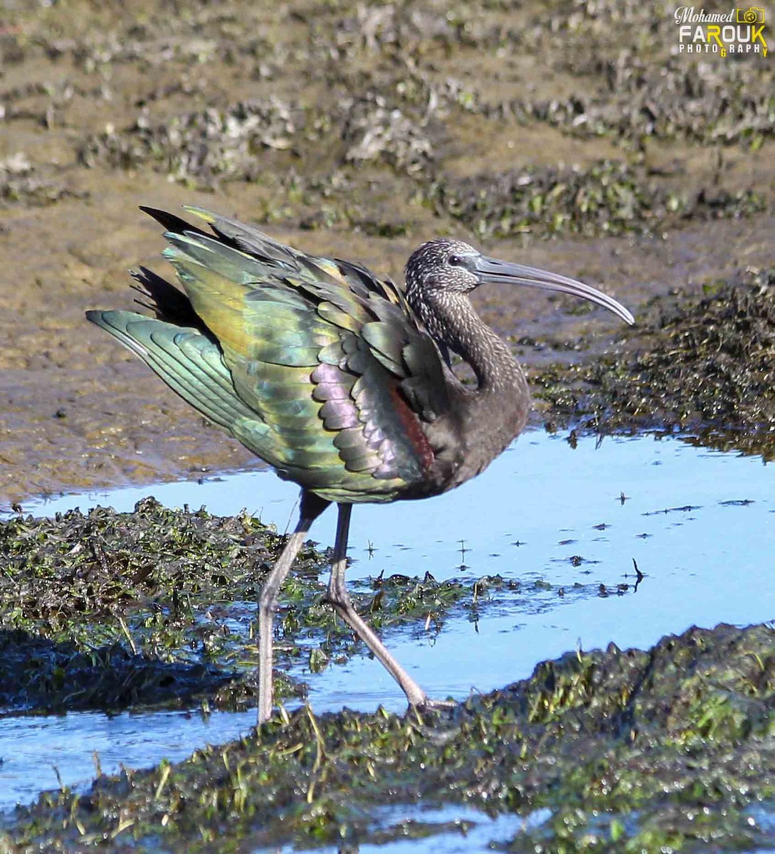 Glossy Ibis - Mohamed Farouk