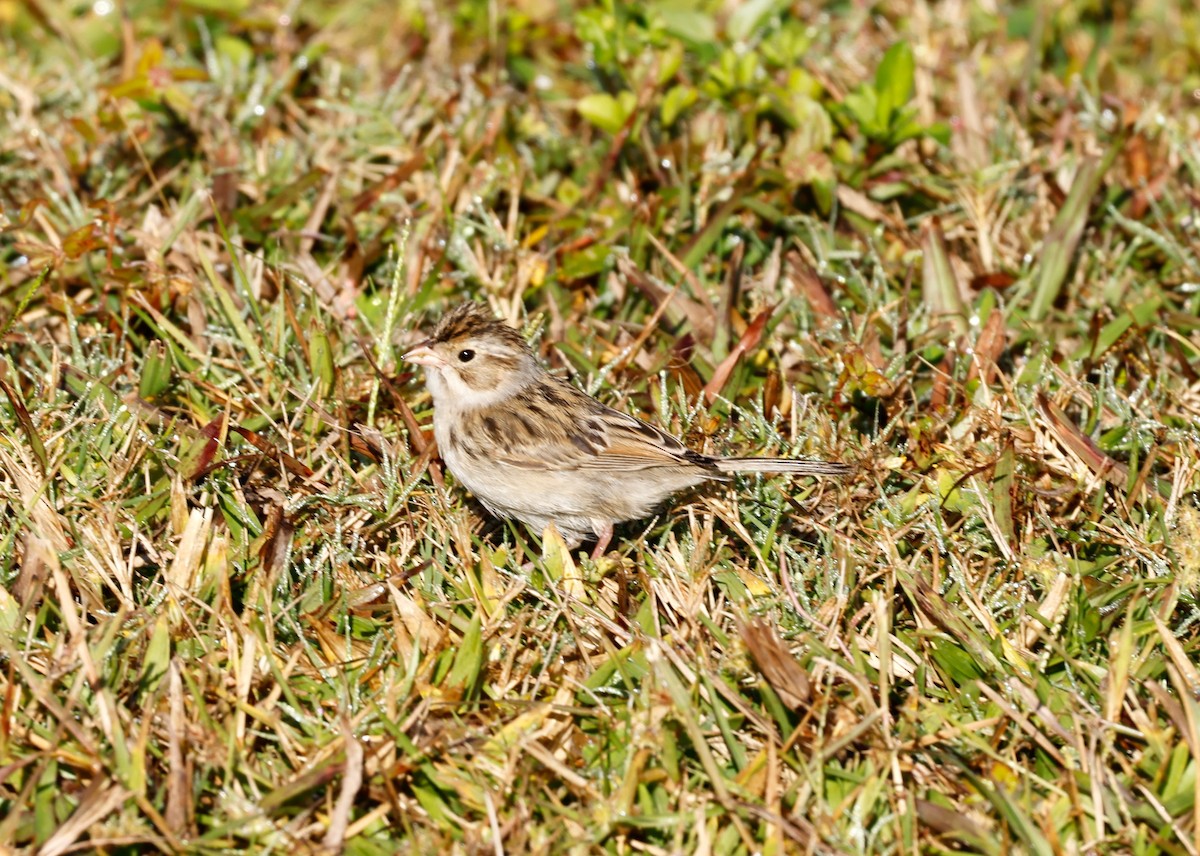 Clay-colored Sparrow - ML611008795