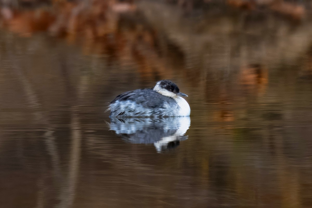 Horned Grebe - LEN OToole