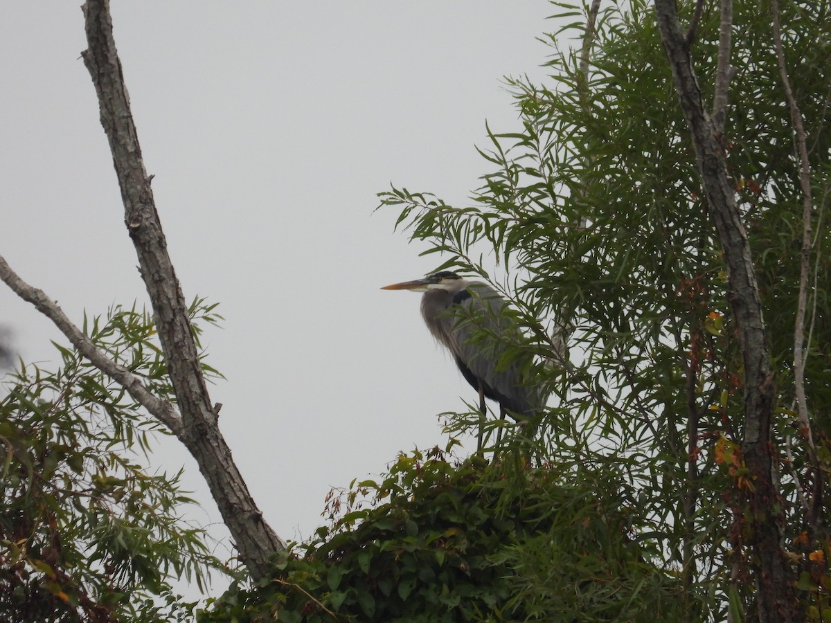 Great Blue Heron - ML611008812