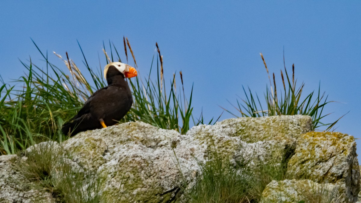 Tufted Puffin - ML611008835