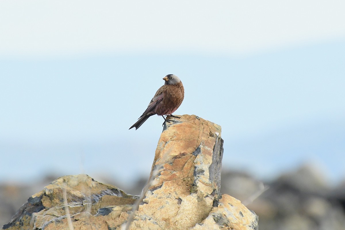 Gray-crowned Rosy-Finch - ML611008870