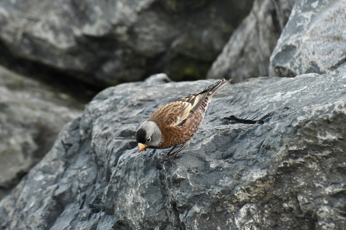 Gray-crowned Rosy-Finch - ML611008871