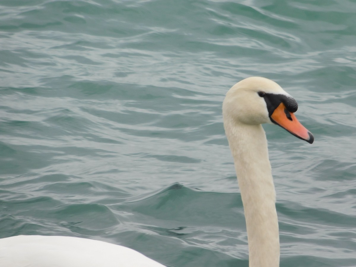 Mute Swan - ML611008872