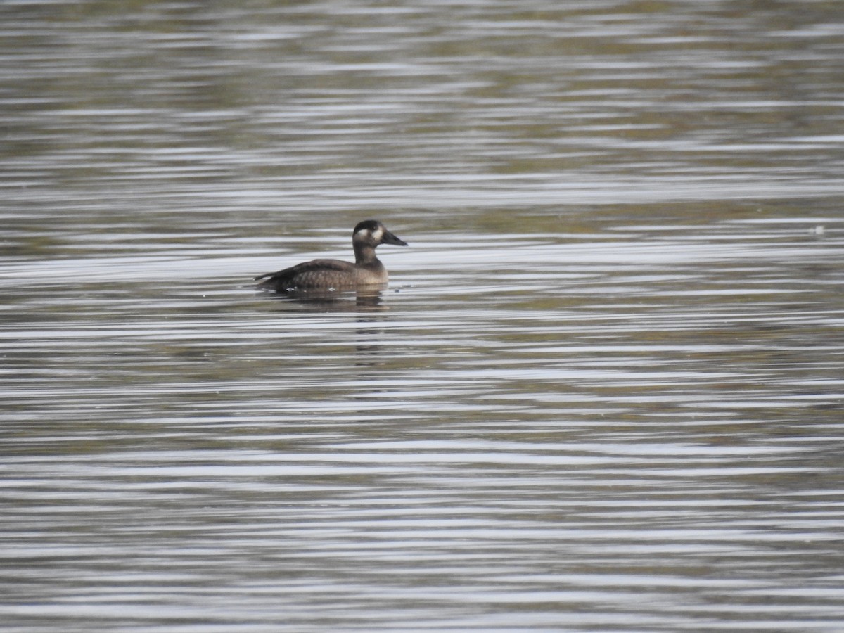 Surf Scoter - ML611008907