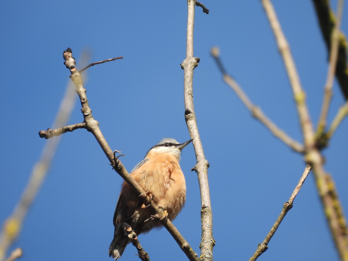 Eurasian Nuthatch - ML611008914