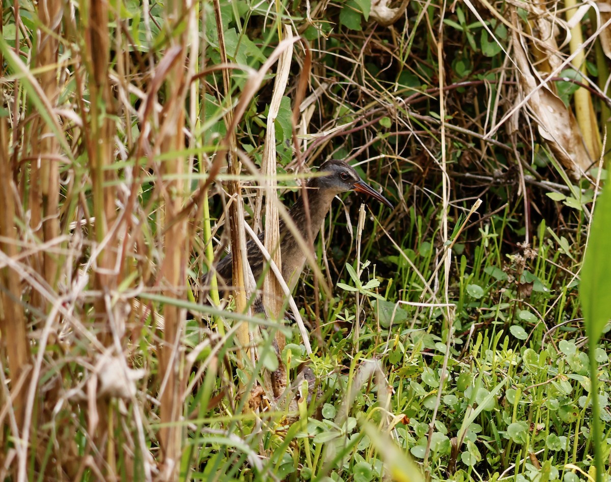 Râle de Virginie - ML611008917