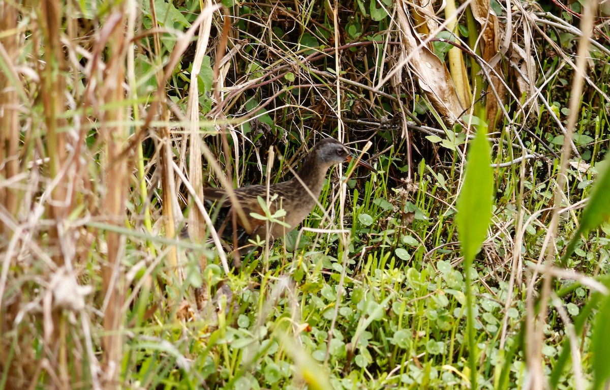 Râle de Virginie - ML611008925