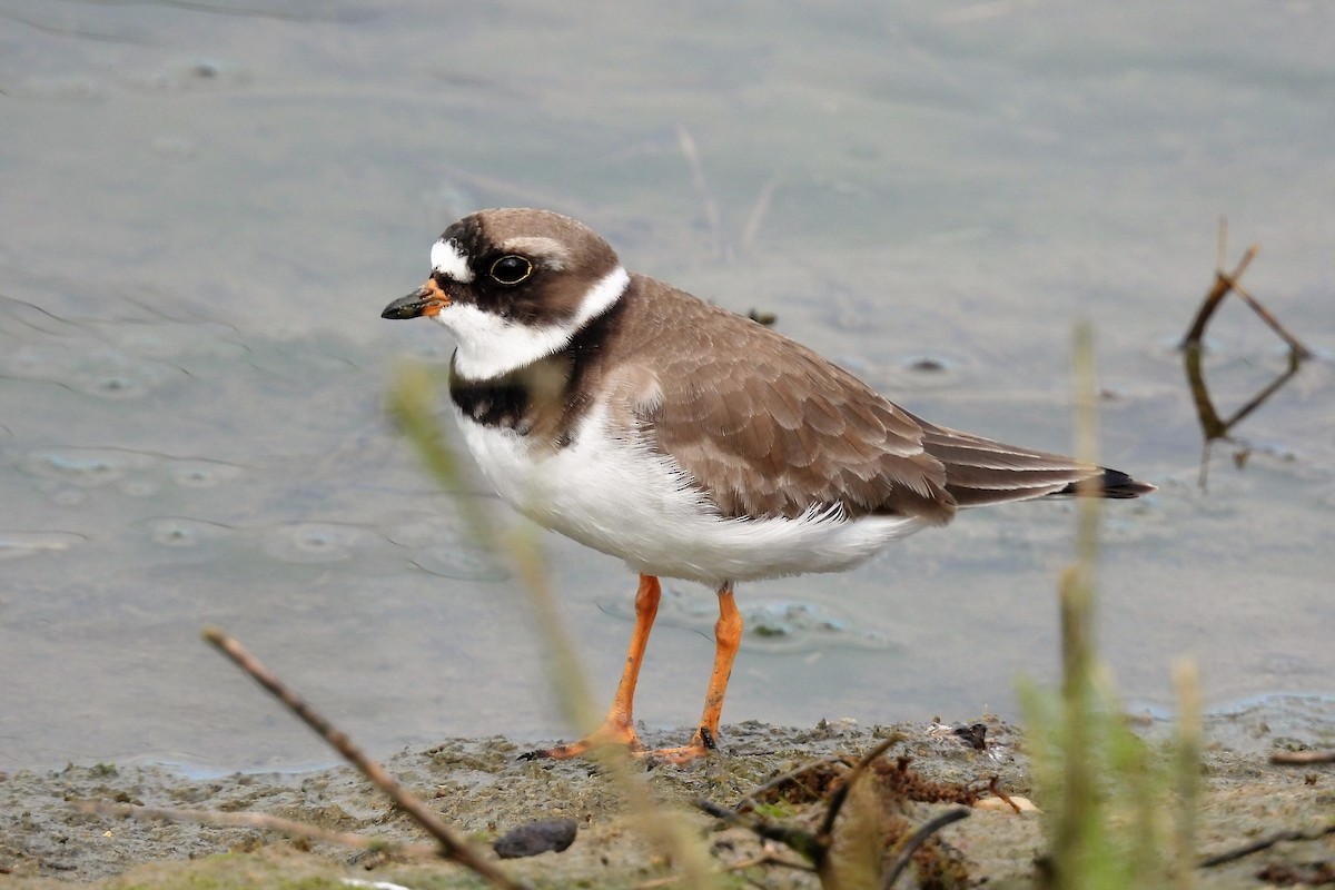 Semipalmated Plover - ML611008928