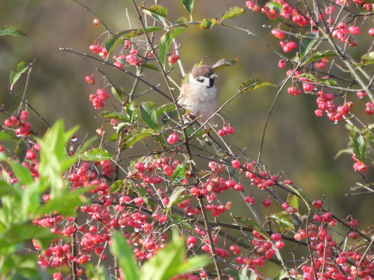 Eurasian Tree Sparrow - ML611008930