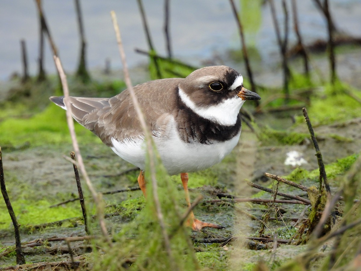 Semipalmated Plover - ML611008939