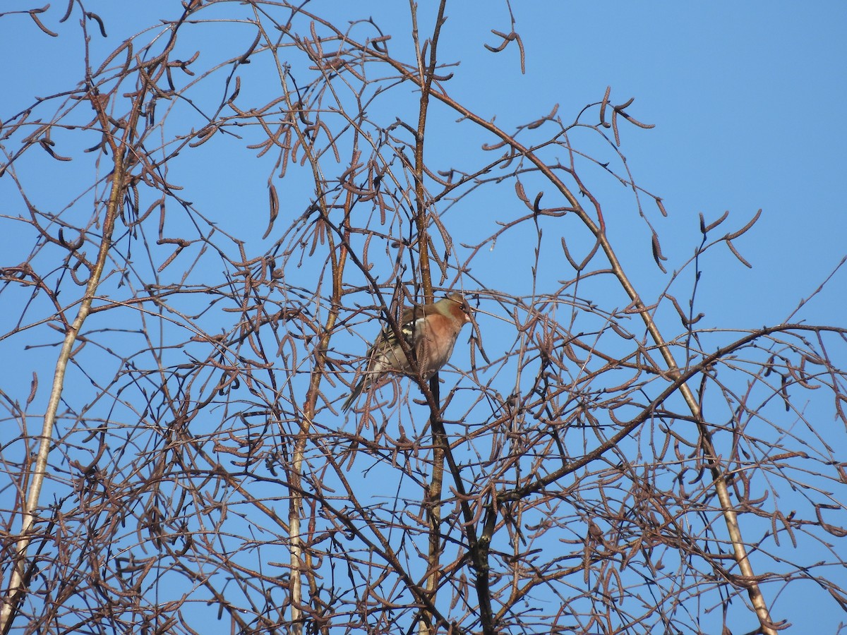 Common Chaffinch - ML611008960