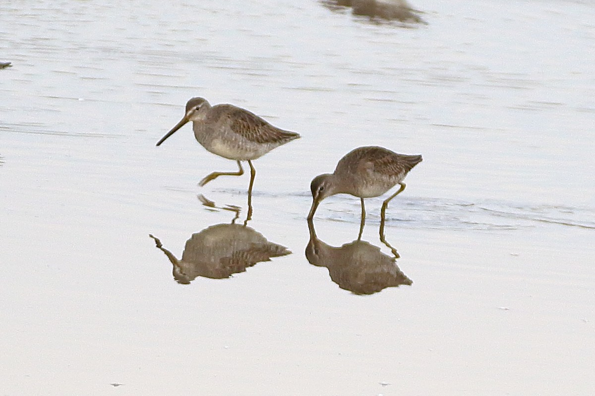 langnebbekkasinsnipe - ML611008978