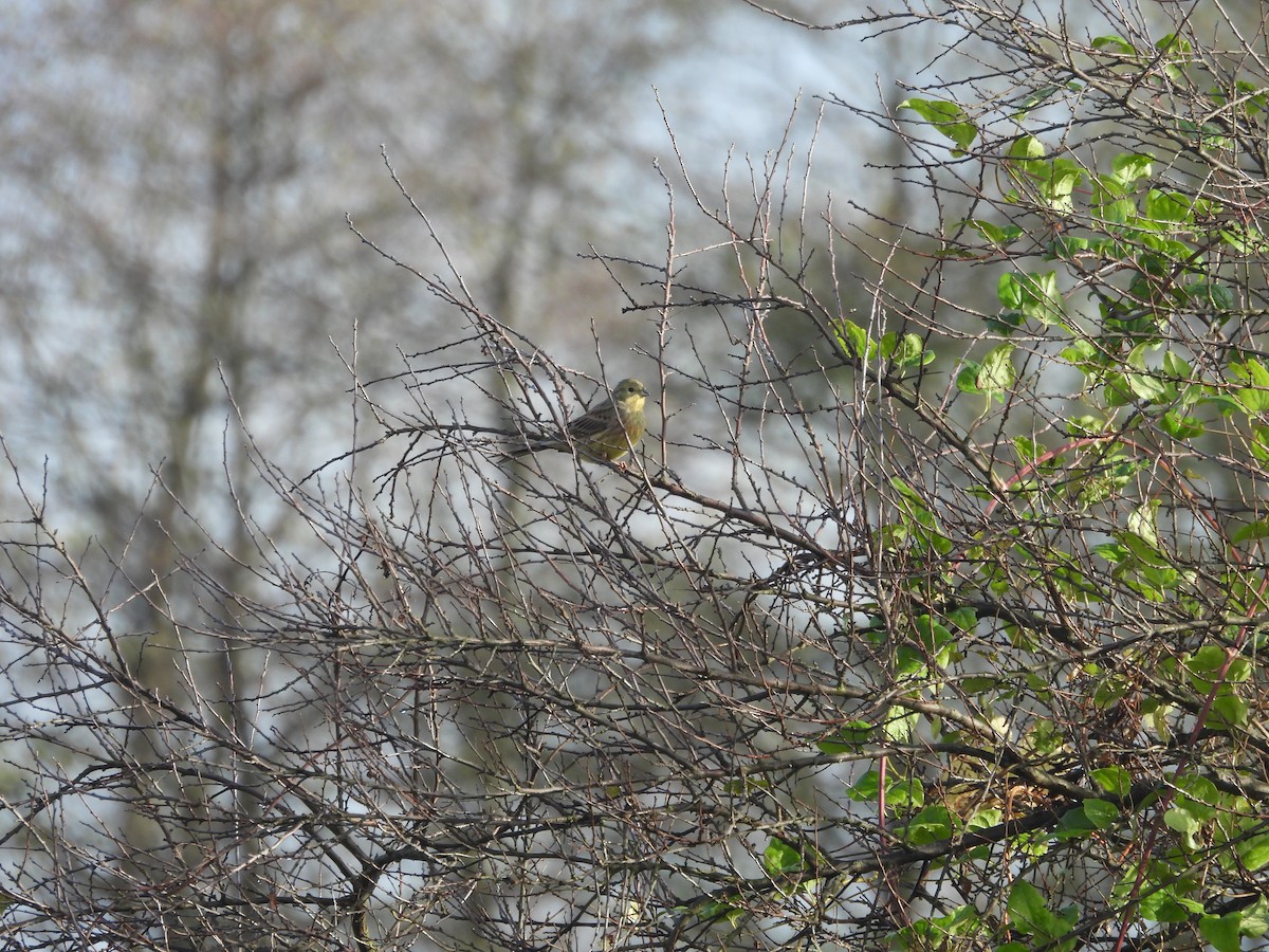 Yellowhammer - ML611008980