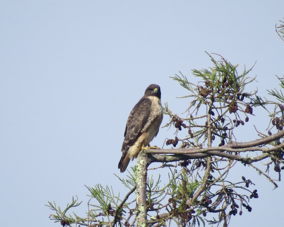Red-tailed Hawk - Dave Bengston