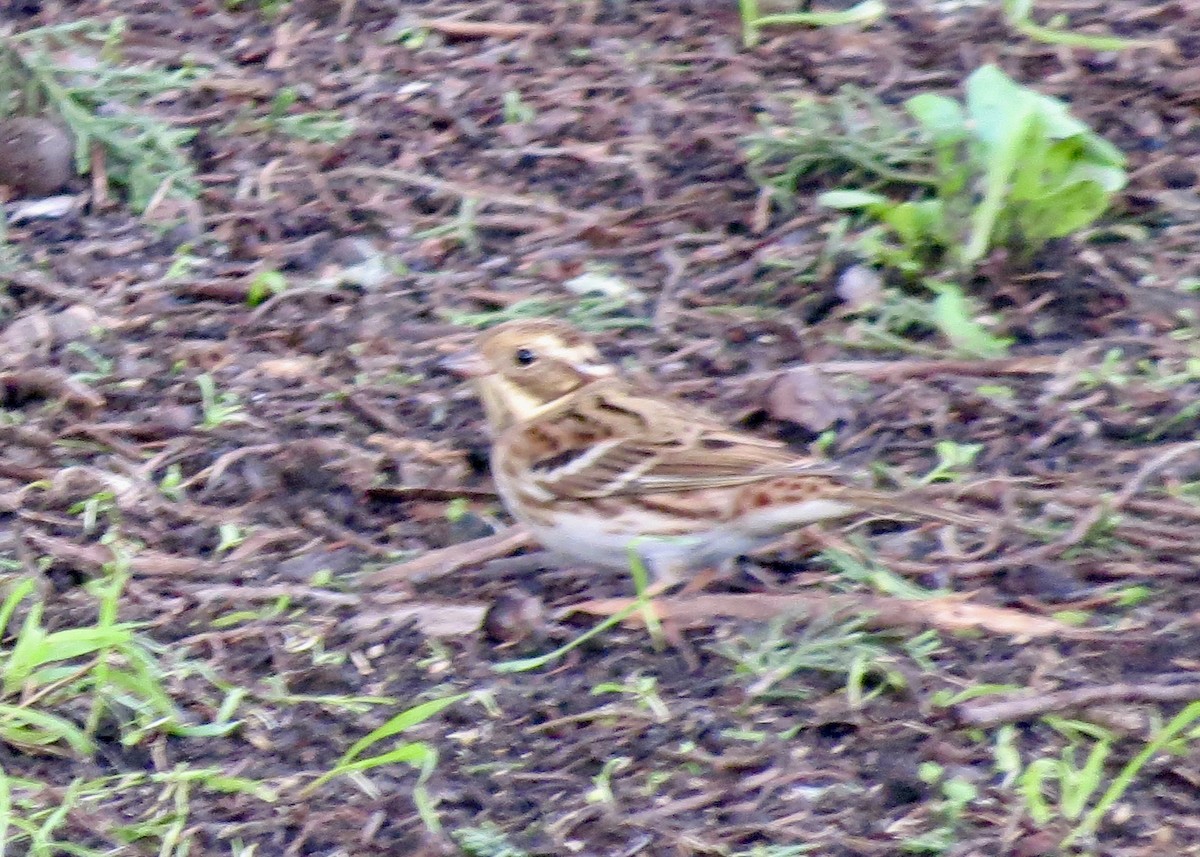 Rustic Bunting - Dave Bengston