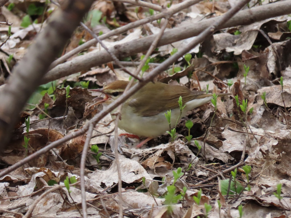 Swainson's Warbler - ML611009031