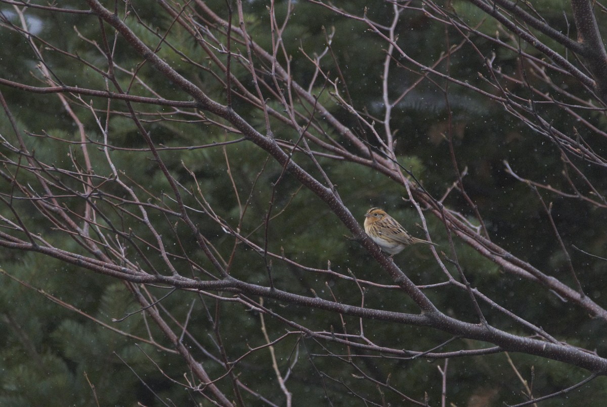 LeConte's Sparrow - ML611009126