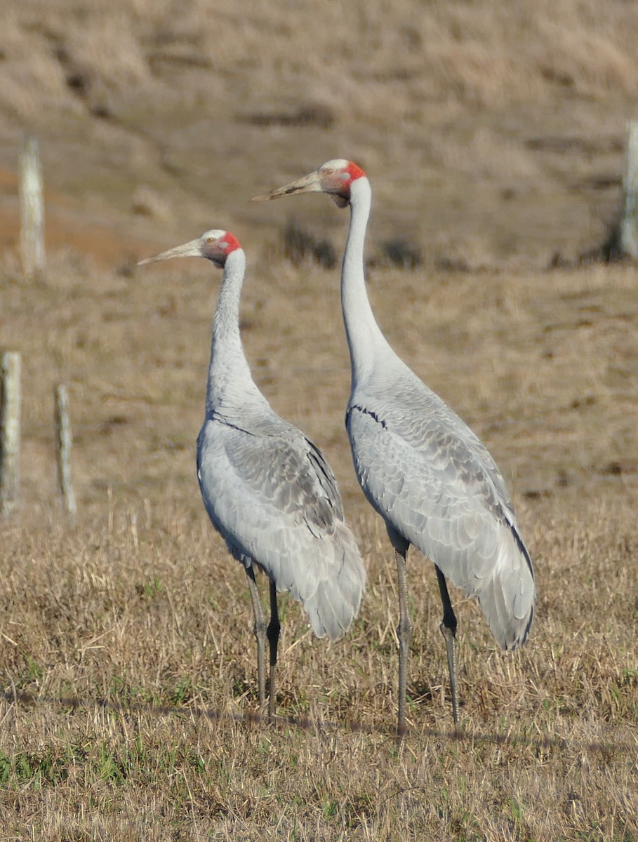 Brolga - ML611009132