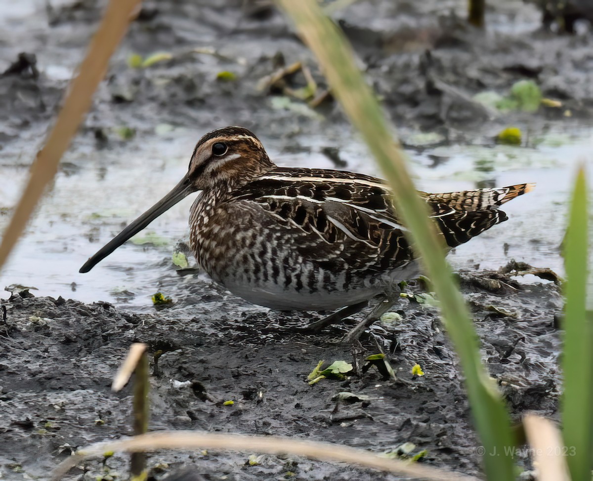 Wilson's Snipe - Jason Short