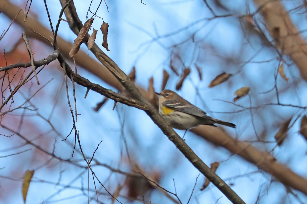 Yellow-rumped Warbler (Myrtle) - Colin Sumrall