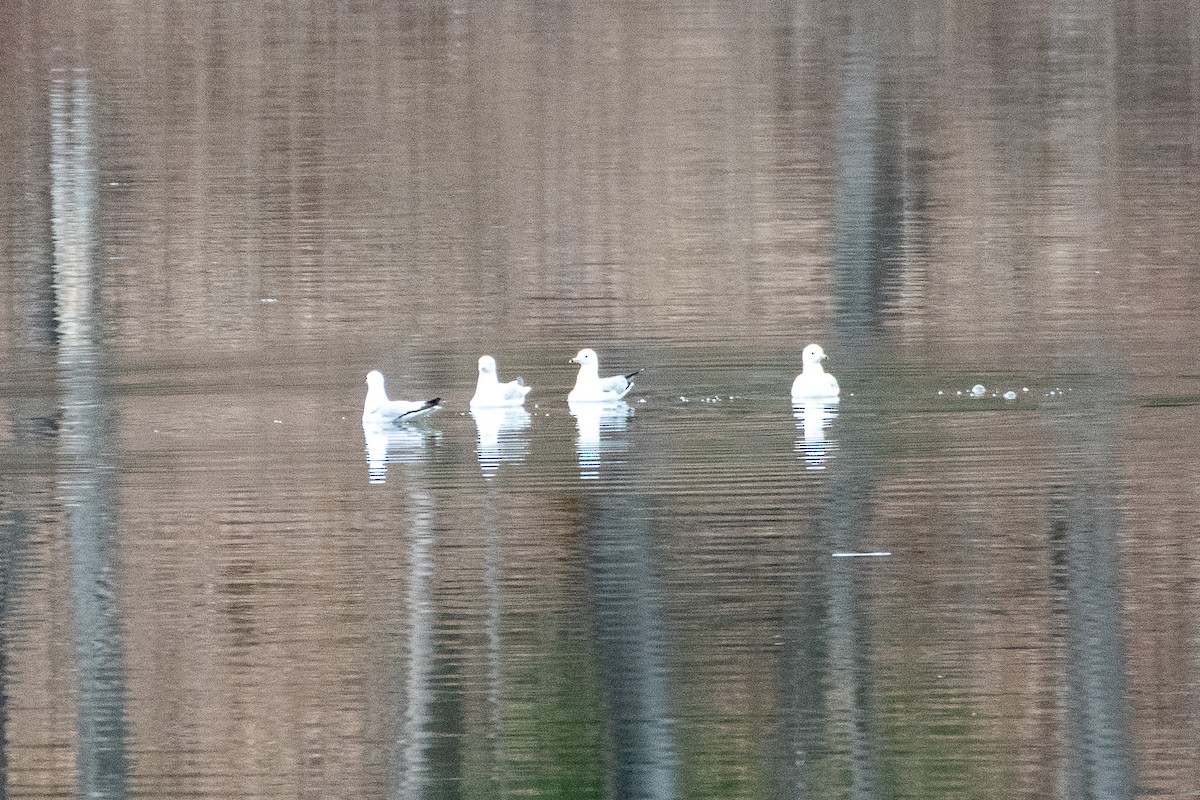 Ring-billed Gull - ML611009292