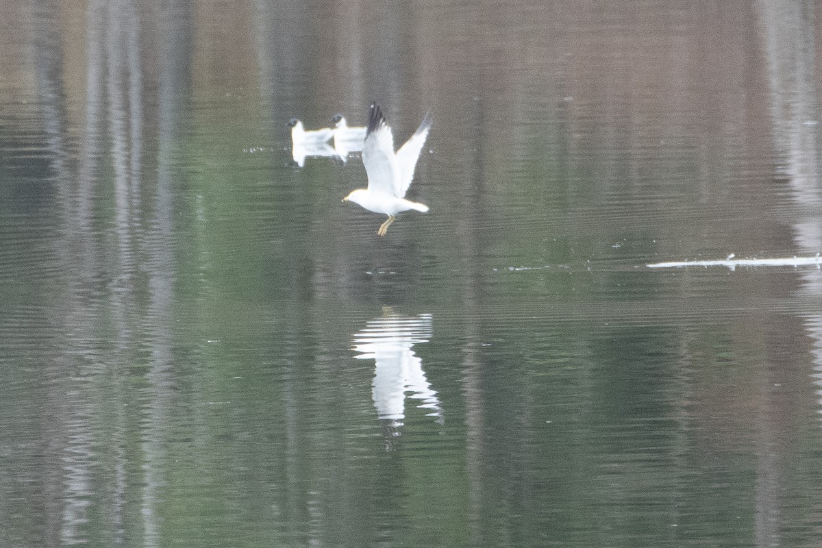 Ring-billed Gull - ML611009297