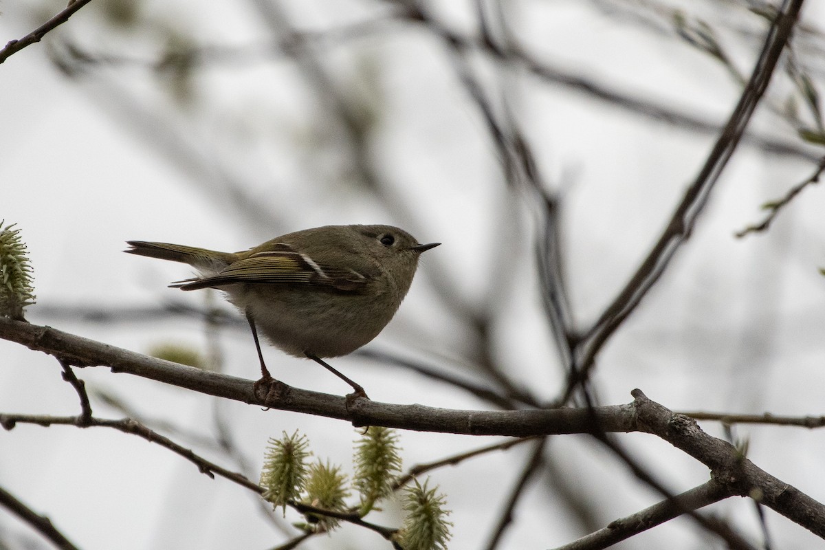 Ruby-crowned Kinglet - ML611009307