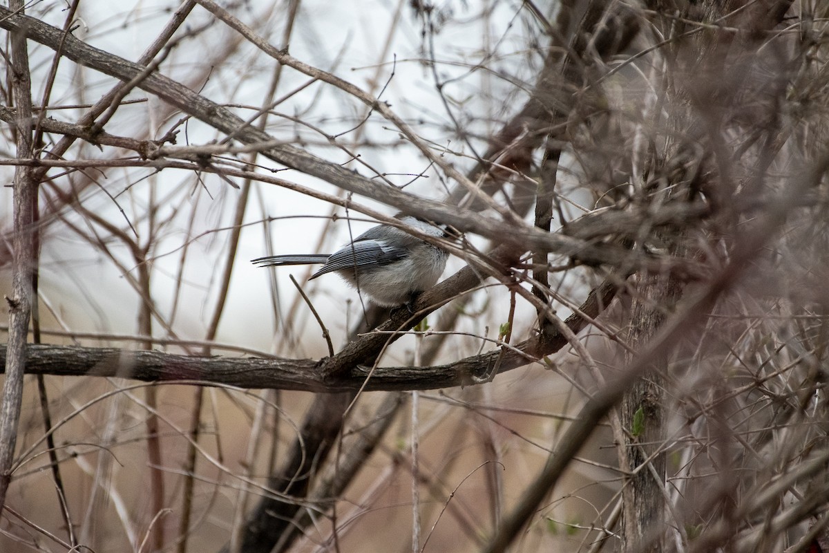 Black-capped Chickadee - ML611009313