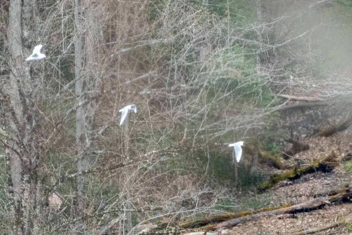 Bonaparte's Gull - ML611009316