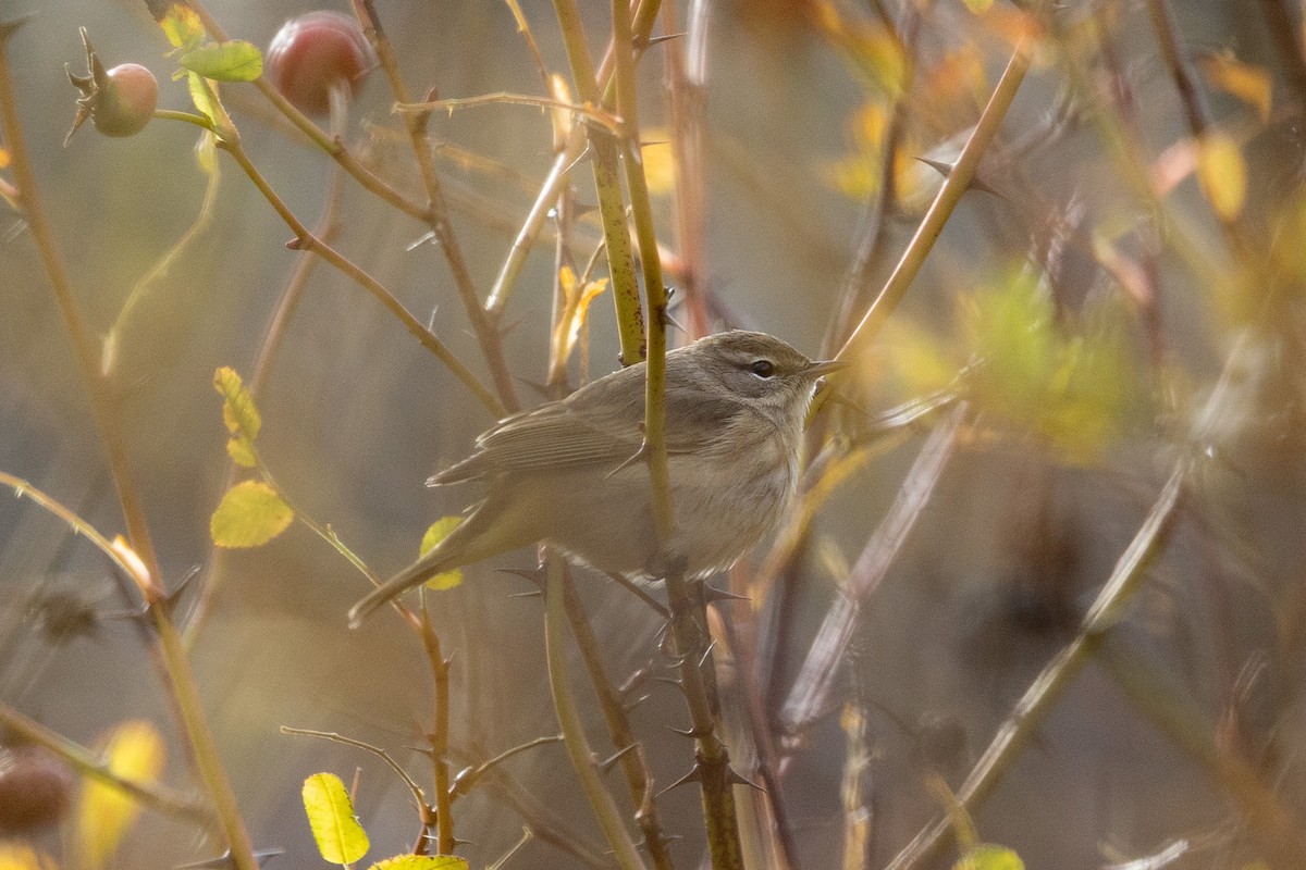 Palm Warbler - ML611009380