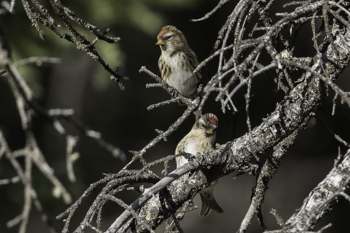 Common Redpoll - ML611009453