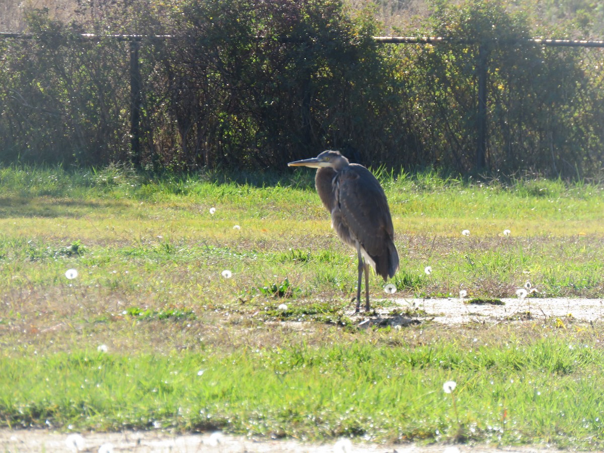 Great Blue Heron - ML611009501