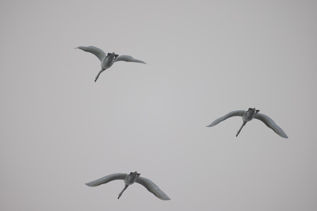 Mute Swan - Matthew Sabourin